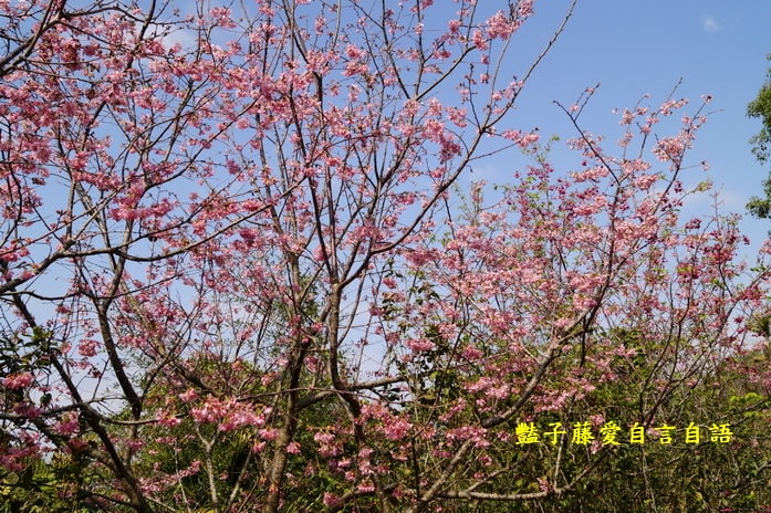 【沐心泉櫻花】花末已了．新社櫻花季花況．賞花情報．豔子藤旅遊地圖