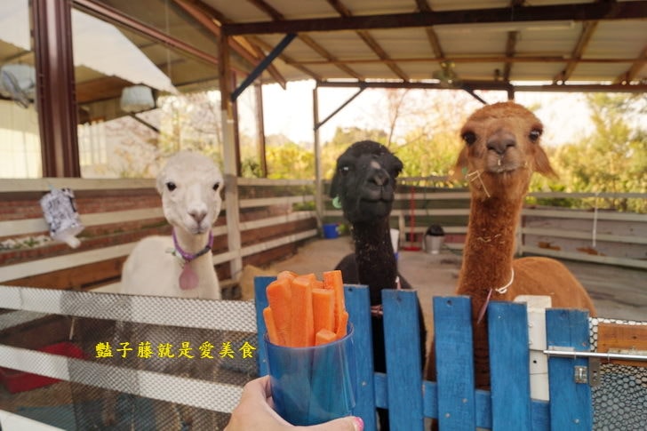 【草泥馬咖啡】台中新社親子遊．可愛草泥馬萌翻天．餵食草泥馬教戰守則．豔子藤旅遊地圖