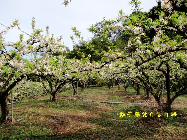 【台中桃接李】台中旅遊．桃接李花海．雪白李花盛開．豔子藤旅遊地圖