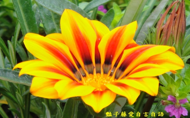 【微距鏡頭的異想世界】豔子藤的微距鏡頭　你可以再靠近一點