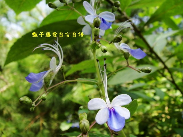 橄欖樹夢想園地。招牌美食搖擺雞想吃要先預訂【豔子藤就是愛美食】感謝推薦登上聯合新聞網首頁