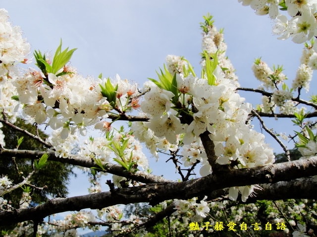 【台中桃接李】台中旅遊．桃接李花海．雪白李花盛開．豔子藤旅遊地圖