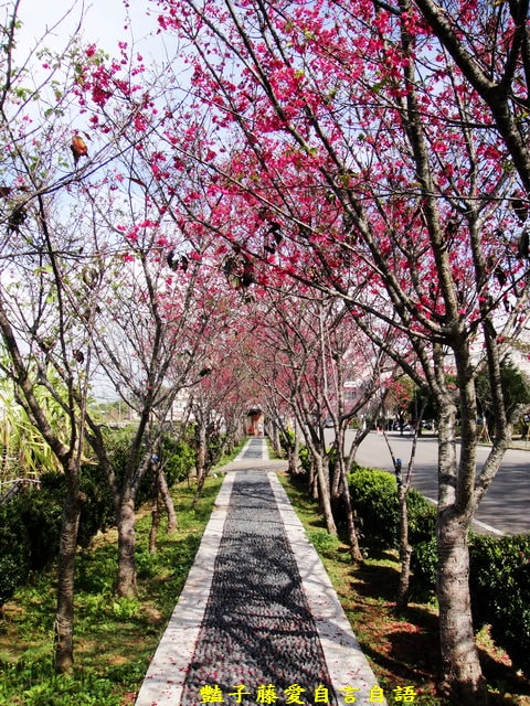 【台中新社櫻木花道】台中旅遊．新社賞櫻季．新社區公所前櫻木花道．豔子藤旅遊地圖