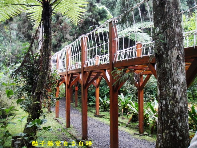 南投旅遊＆溪頭探索森林。精靈聚落喜迎芬多精的洗禮【豔子藤旅遊全地圖】