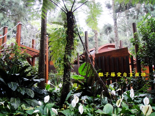 南投旅遊＆溪頭探索森林。精靈聚落喜迎芬多精的洗禮【豔子藤旅遊全地圖】
