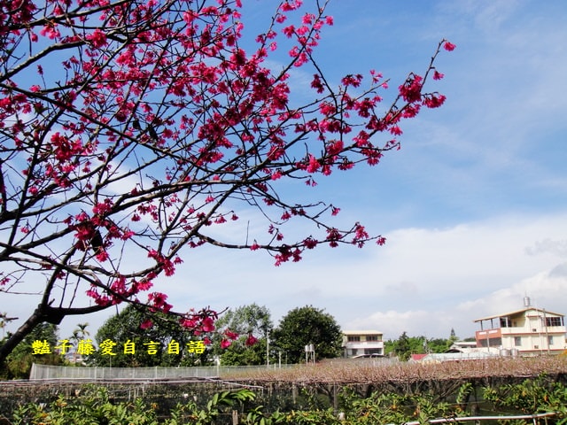 【台中新社櫻木花道】台中旅遊．新社賞櫻季．新社區公所前櫻木花道．豔子藤旅遊地圖