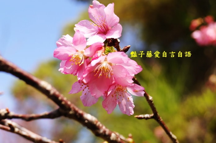 【沐心泉櫻花】花末已了．新社櫻花季花況．賞花情報．豔子藤旅遊地圖