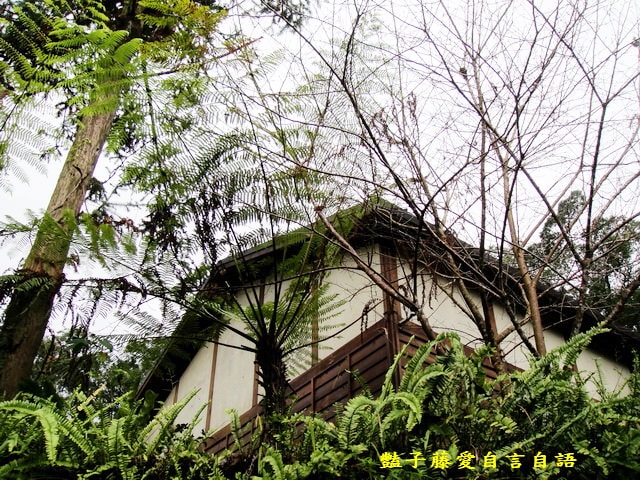 南投旅遊＆台灣最美麗的森林小學。鹿谷內湖國小【豔子藤旅遊全地圖】登上聯合新聞網首頁