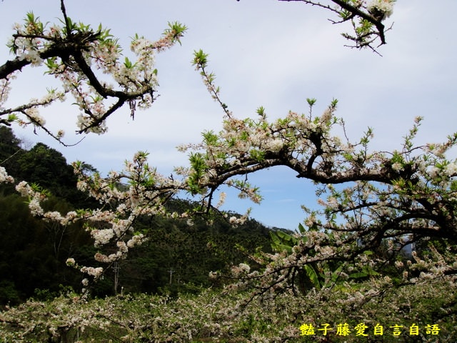 【台中桃接李】台中旅遊．桃接李花海．雪白李花盛開．豔子藤旅遊地圖