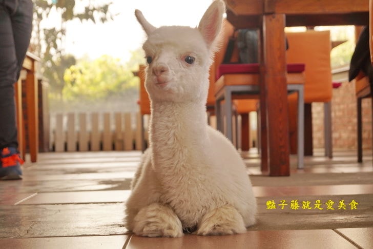 【草泥馬咖啡】台中新社親子遊．可愛草泥馬萌翻天．餵食草泥馬教戰守則．豔子藤旅遊地圖