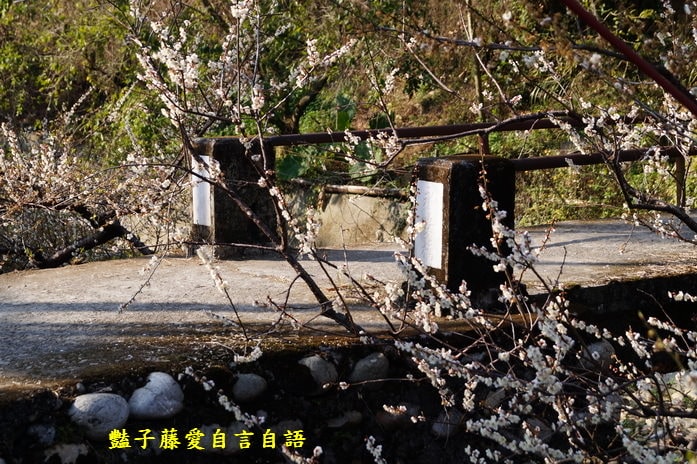 【台中梅花隧道】台中新社賞梅秘境．豔子藤旅遊地圖