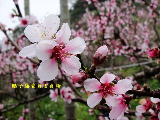 【台中秘境桃花園】台中新社美林路桃花園．遇見世外桃源．豔子藤旅遊地圖
