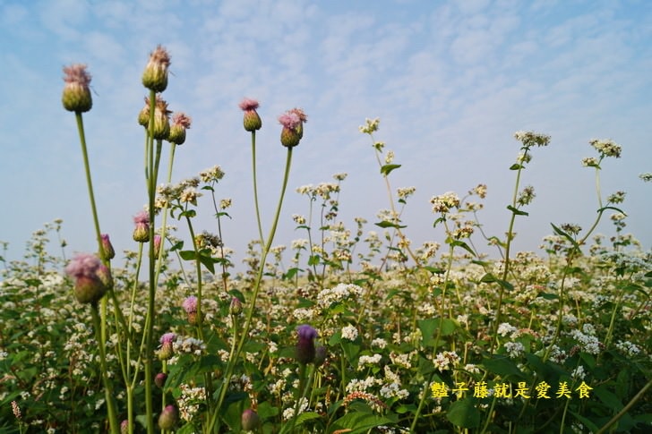 冬戀蕎麥花海．微醺旅行農戀二林．蕎見台灣白雪的幸福【豔子藤彰化好吃好玩一日遊】