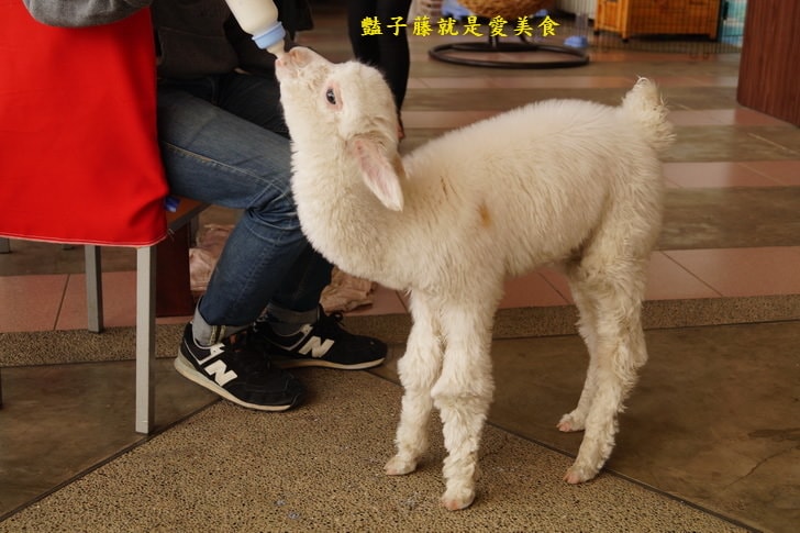 【草泥馬咖啡】台中新社親子遊．可愛草泥馬萌翻天．餵食草泥馬教戰守則．豔子藤旅遊地圖