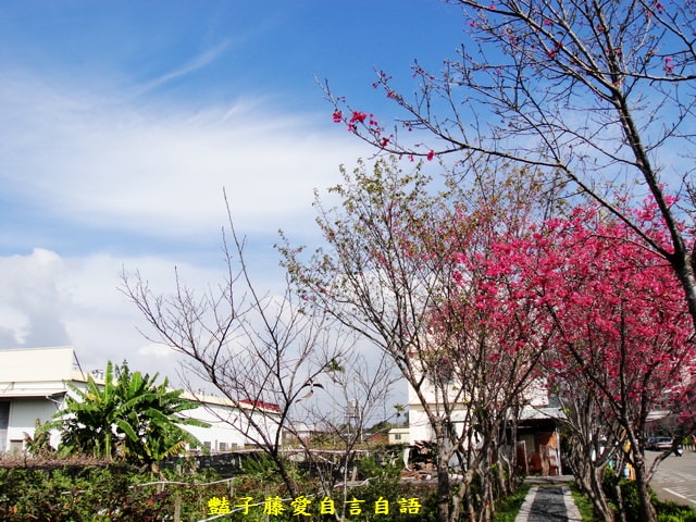 【台中新社櫻木花道】台中旅遊．新社賞櫻季．新社區公所前櫻木花道．豔子藤旅遊地圖