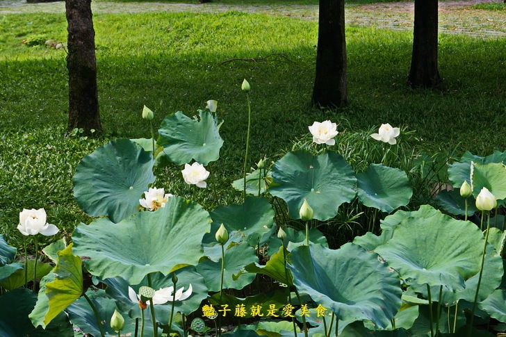 【台中賞蓮荷花賞花情報】台中蓮花攝影家私房景點．景賢公園荷花池．遇見白色蓮花．豔子藤旅遊全地圖