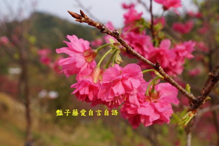【大坑濁水巷櫻花】台中櫻花爆紅秘境．2014台中賞櫻情報．豔子藤旅遊地圖