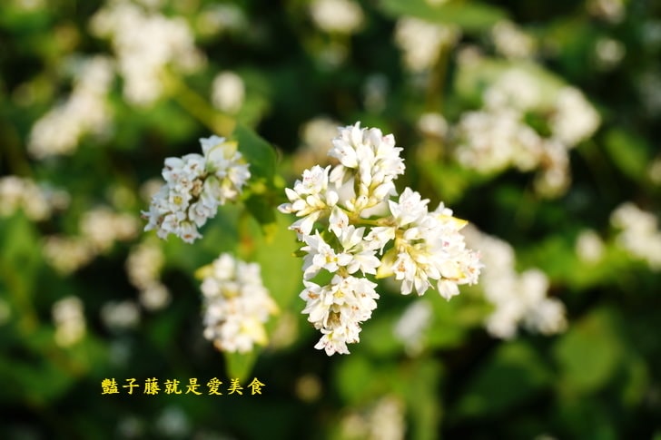 冬戀蕎麥花海．微醺旅行農戀二林．蕎見台灣白雪的幸福【豔子藤彰化好吃好玩一日遊】