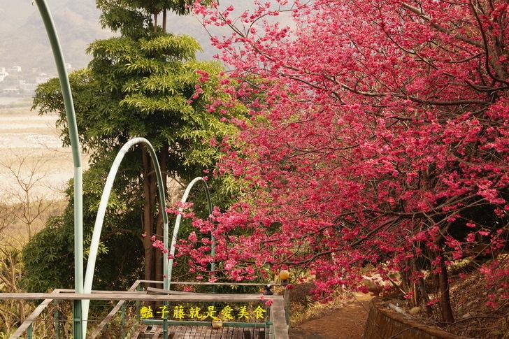 【草泥馬咖啡】台中新社親子遊．可愛草泥馬萌翻天．餵食草泥馬教戰守則．豔子藤旅遊地圖