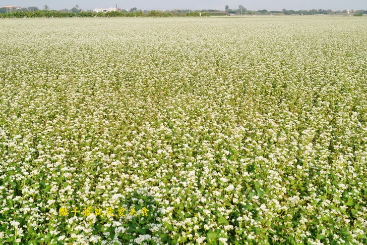 冬戀蕎麥花海．微醺旅行農戀二林．蕎見台灣白雪的幸福【豔子藤彰化好吃好玩一日遊】