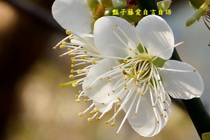 【台中梅花森林】台中新社賞梅私房景點．豔子藤旅遊地圖
