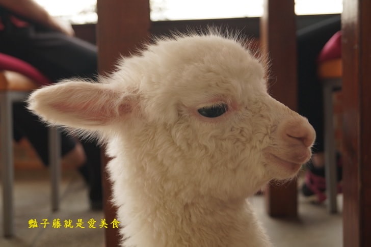 【草泥馬咖啡】台中新社親子遊．可愛草泥馬萌翻天．餵食草泥馬教戰守則．豔子藤旅遊地圖