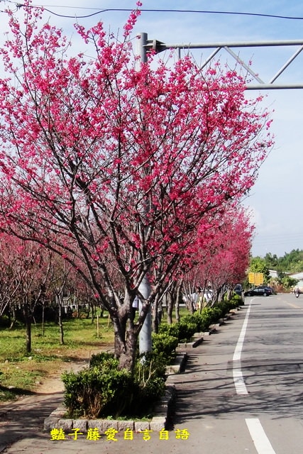 【台中新社櫻木花道】台中旅遊．新社賞櫻季．新社區公所前櫻木花道．豔子藤旅遊地圖