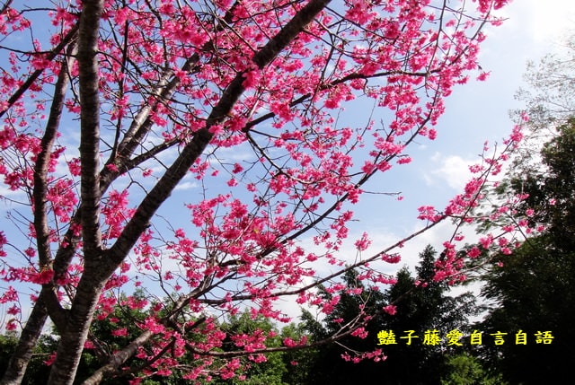 【台中新社櫻木花道】台中旅遊．新社賞櫻季．新社區公所前櫻木花道．豔子藤旅遊地圖