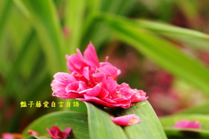 【沐心泉櫻花】花末已了．新社櫻花季花況．賞花情報．豔子藤旅遊地圖