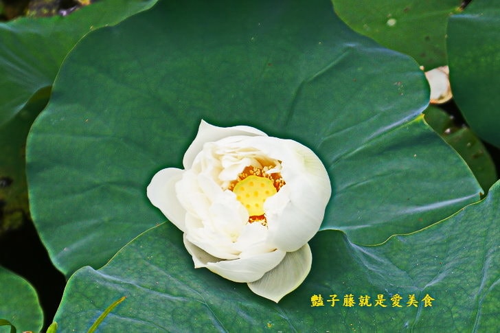 【台中賞蓮荷花賞花情報】台中蓮花攝影家私房景點．景賢公園荷花池．遇見白色蓮花．豔子藤旅遊全地圖
