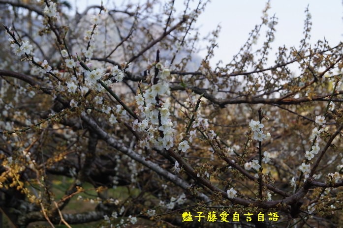 【台中梅花森林】台中新社賞梅私房景點．豔子藤旅遊地圖