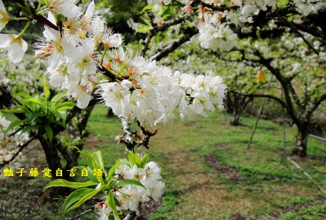 【台中桃接李】台中旅遊．桃接李花海．雪白李花盛開．豔子藤旅遊地圖