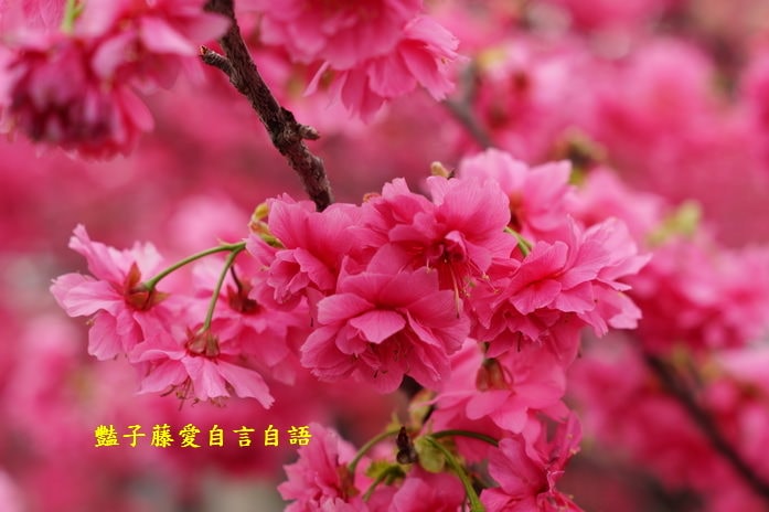 【泰安派出所櫻花】台灣最美警察局櫻花爆開．爆紅賞櫻私房景點．豔子藤旅遊地圖