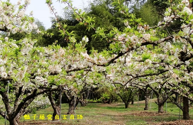【台中桃接李】台中旅遊．桃接李花海．雪白李花盛開．豔子藤旅遊地圖