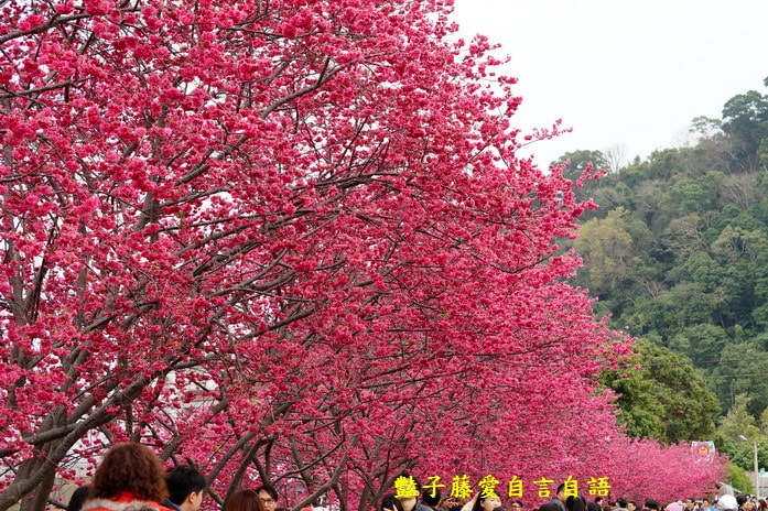【泰安派出所櫻花】台灣最美警察局櫻花爆開．爆紅賞櫻私房景點．豔子藤旅遊地圖