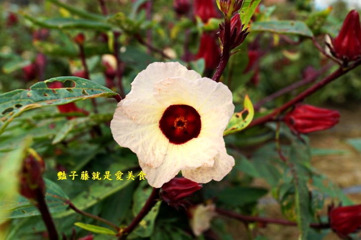 【台中霧峰落羽松】私房秘境．韓劇場景秋意濃．台灣原來這麼美．豔子藤旅遊地圖