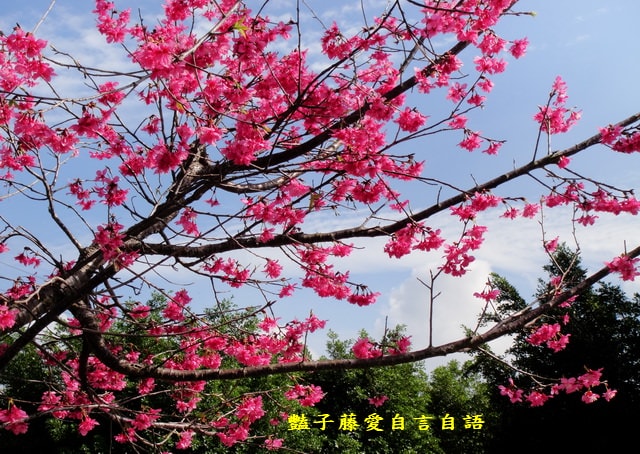 【台中新社櫻木花道】台中旅遊．新社賞櫻季．新社區公所前櫻木花道．豔子藤旅遊地圖