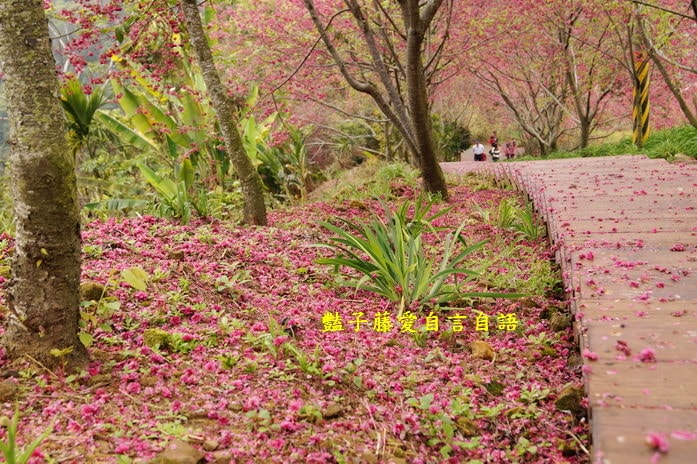 【沐心泉櫻花】花末已了．新社櫻花季花況．賞花情報．豔子藤旅遊地圖