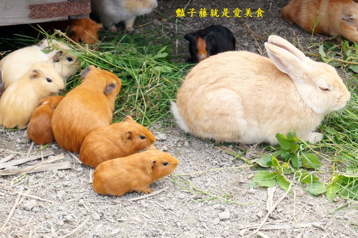 【慶東大閘蟹生態農場】秋蟹肥美.品嚐大閘蟹最佳賞味期.古早味爌肉肥嫩瘦Ｑ農家菜.兔兔天竺鼠可愛動物區
