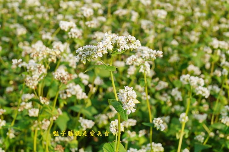 冬戀蕎麥花海．微醺旅行農戀二林．蕎見台灣白雪的幸福【豔子藤彰化好吃好玩一日遊】