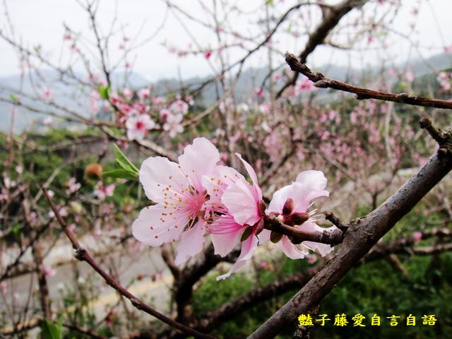 【台中秘境桃花園】台中新社美林路桃花園．遇見世外桃源．豔子藤旅遊地圖