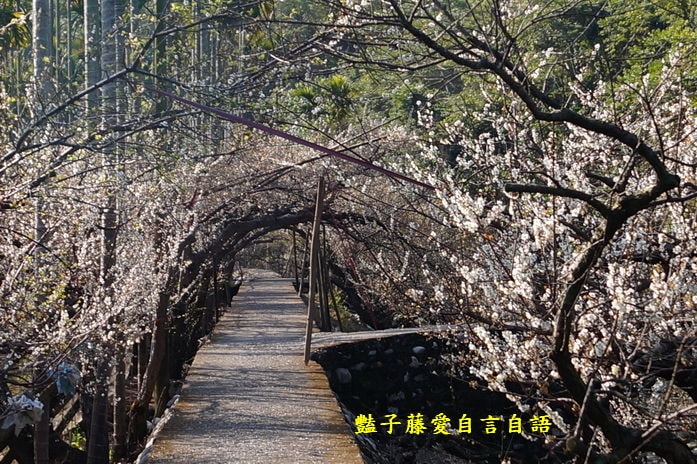 【台中梅花隧道】台中新社賞梅秘境．豔子藤旅遊地圖