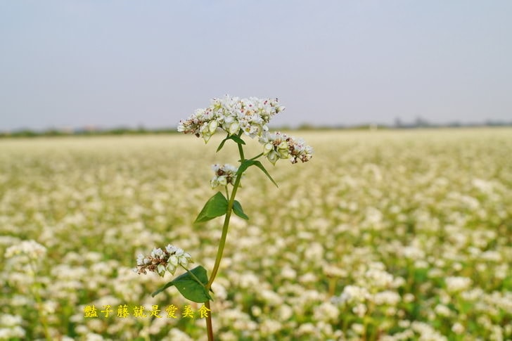 冬戀蕎麥花海．微醺旅行農戀二林．蕎見台灣白雪的幸福【豔子藤彰化好吃好玩一日遊】
