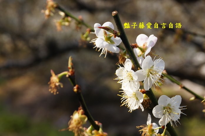 【台中梅花森林】台中新社賞梅私房景點．豔子藤旅遊地圖