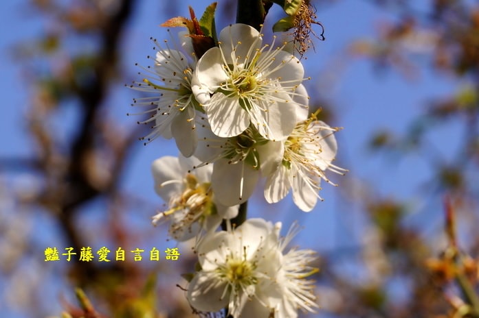 【台中梅花森林】台中新社賞梅私房景點．豔子藤旅遊地圖