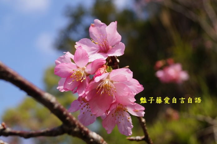 【沐心泉櫻花】花末已了．新社櫻花季花況．賞花情報．豔子藤旅遊地圖