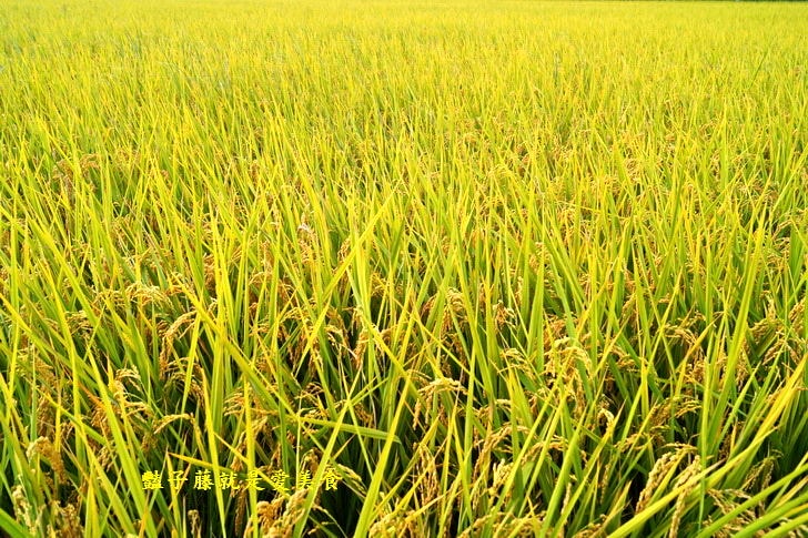 【台中霧峰落羽松】私房秘境．韓劇場景秋意濃．台灣原來這麼美．豔子藤旅遊地圖