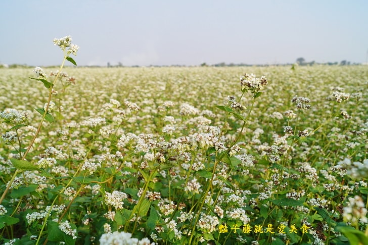 冬戀蕎麥花海．微醺旅行農戀二林．蕎見台灣白雪的幸福【豔子藤彰化好吃好玩一日遊】