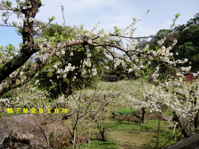 【台中桃接李】台中旅遊．桃接李花海．雪白李花盛開．豔子藤旅遊地圖