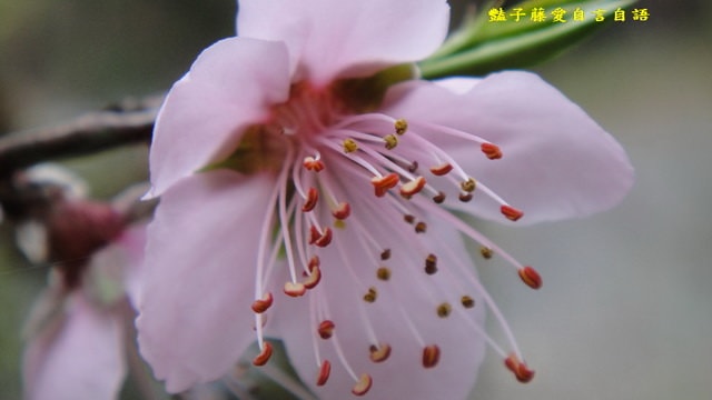 【微距鏡頭的異想世界】豔子藤的微距鏡頭　你可以再靠近一點